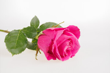 Pink rose flower isolated on white background close-up