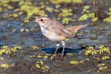 robin on the ground