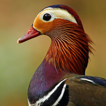 Manddarin Duck