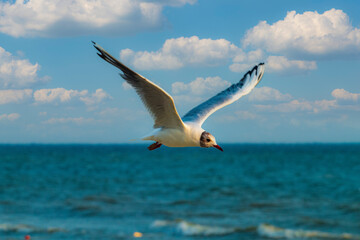 One river gull flies over the water with its outstretched wings and feel freedom. Blue sky without clouds