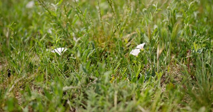 Footage of white field bindweed in green grass in a meadow
