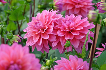 Deep dusky pink decorative dahlia 'Feline Yvonne' in flower. © Alexandra