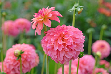 Dusky coral pink and cream decorative Dahlia 'Belfloor' in flower.
