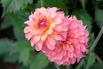 Fototapeta premium Dusky coral pink and cream decorative Dahlia 'Belfloor' in flower.