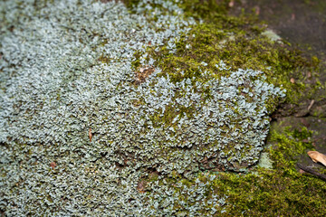Pixie Cup Lichens