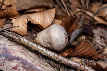 Pear-shaped Puffball
