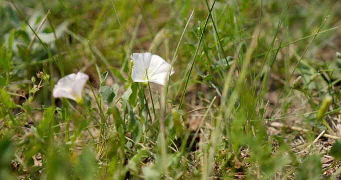 Close up view of field bindweed in grass