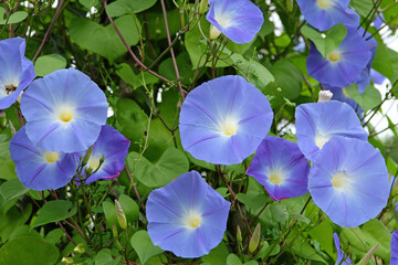 Bright blue Mexican Morning Glory Ôheavenly blueÕ in flower.