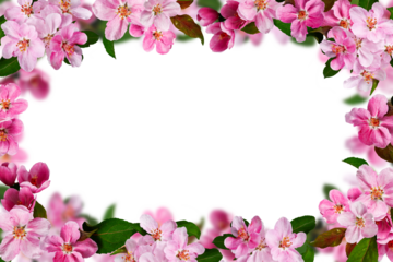 Spring flower arrangement Festive frame of pink apple tree flowers isolated on white background. Design element for creating postcard, wedding cards and invitation.