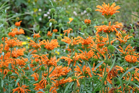 Leonotis leonurus, also known as lion&Otilde;s tail or wild dagga, in flower.