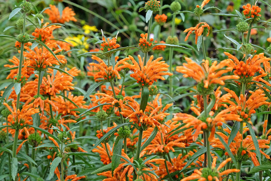 Leonotis leonurus, also known as lion&Otilde;s tail or wild dagga, in flower.