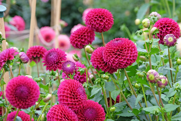 Red purple ball dahlia 'Blyton Red Ace' in flower.