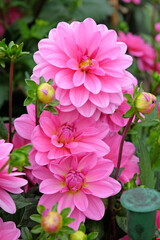 Bright pink decorative dahlia 'Garden Time' in flower.