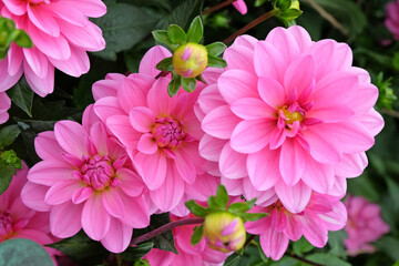 Bright pink decorative dahlia 'Garden Time' in flower.