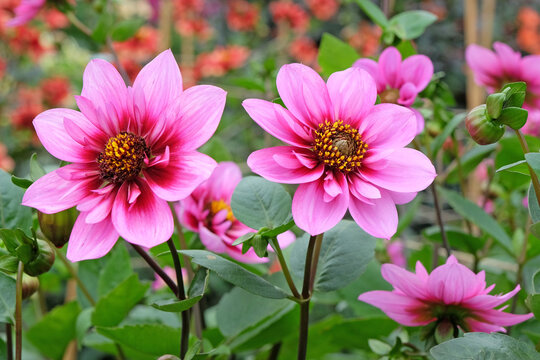 Pink and purple collarette Dahlia &Ocirc;Skyfall&Otilde; in flower.