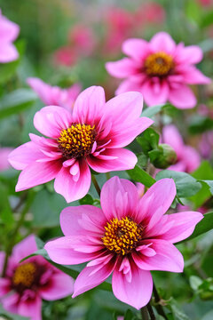 Pink and purple collarette Dahlia &Ocirc;Skyfall&Otilde; in flower.