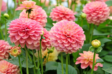 Pink, apricot and gold waterlily dahlia 'Milena Fleur'  in flower.