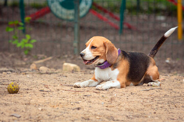 A beagle dog plays with a ball on a sandy field