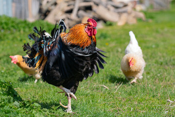 A large rooster stands in the grass on a sunny day.