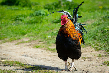 A large rooster stands in the grass on a sunny day.