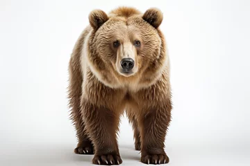 Foto op Plexiglas a bear standing on a white background © Gheorghe