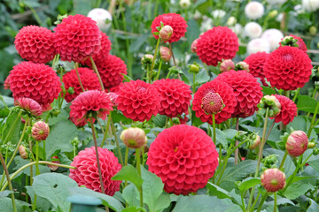 Bright red pompon ball dahlia ÔMiss Alana TrotaÕ in flower.
