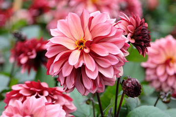 Fototapety na wymiar - Fototapeta24.pl