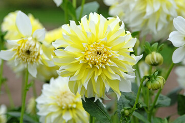 Yellow and white decorative ÔHollyhill Lemon Ice' in flower.