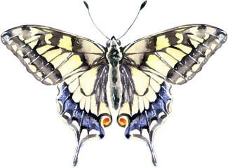 Watercolor Illustration Element Butterfly Swallowtail