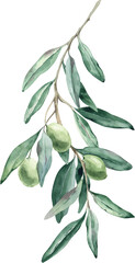 Watercolor Illustration Element Elegant Olive Branch