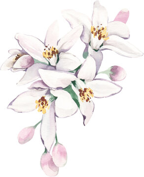 Watercolor Illustration Floral Element White Lemon Flowers