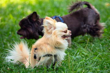 A light-colored chihuahua dog poses in the park. A miniature fluffy pocket purebred dog.