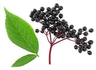 Fresh branch of elderberry and green leaves isolated on a white background, top view. Sambucus,...