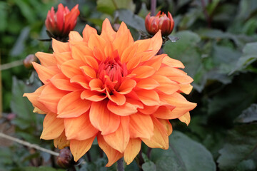 Large orange decorative dahlia 'Miss Trucella' in flower.