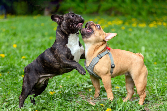 Two French Bulldogs Are Playing In The Grass.
