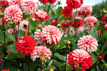 Red and white semi double decorative dahlia 'Pacific Time' in flower. © Alexandra