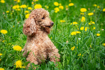 A cute little poodle is sitting in a field of dandelions...

