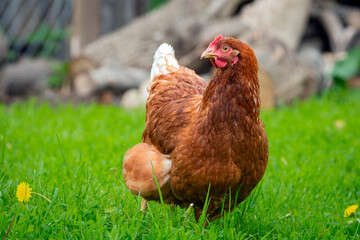 A red-haired laying hen walks freely in the village..
