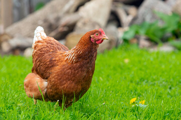 A red-haired laying hen walks freely in the village..
