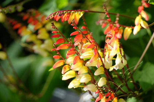Red, white and yellow Ipomoea lobata, also known as Spanish Fag in flower