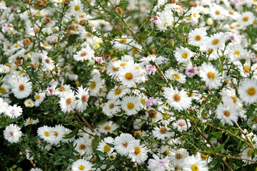 Symphyotrichum novi belgii aster, also known as Michaelmas daisy, ÔWhite LadiesÕ in flower