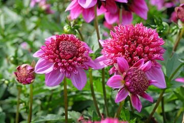 Pink and purple anemone Dahlia 'Abigail' in flower. © Alexandra