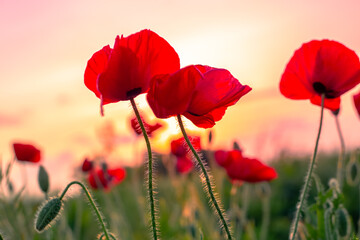 Red poppies in a field at sunset. Summer floral landscape