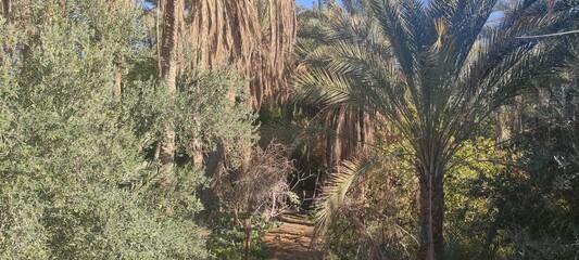 Date palms in the oasis city of Tozeur Tunisia