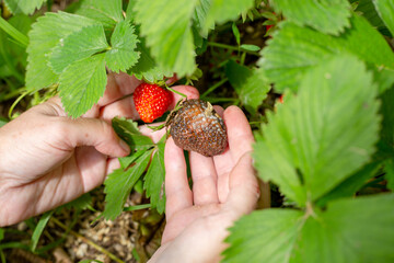 strawberry berry affected by gray rot in the hands of a gardener next to a healthy berry. Diseases...