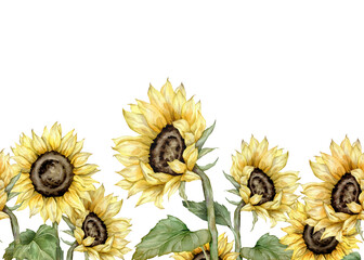seamless border with hand drawn watercolor sunflowers. autumn flowers frame. Hand painted isolated on white background. Floral illustration for design. Repeat ornament for summer or autumn design.