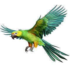 Gracefully flying parrot isolated on transparent background