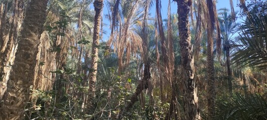 Fototapeta premium Date palms in the oasis city of Tozeur Tunisia