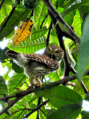 Owl1