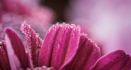 Flower background with dew drops, red chrysanthemum with dew drops on the petals